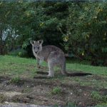 eating kangaroo with aboriginals travel australia  11 150x150 Eating Kangaroo with Aboriginals   Travel Australia