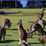 eating kangaroo with aboriginals travel australia  2 150x150 Eating Kangaroo with Aboriginals   Travel Australia