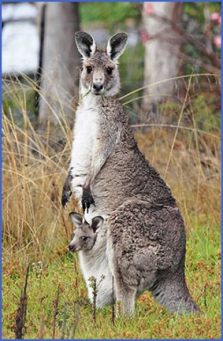 eating kangaroo with aboriginals travel australia  3 Eating Kangaroo with Aboriginals   Travel Australia