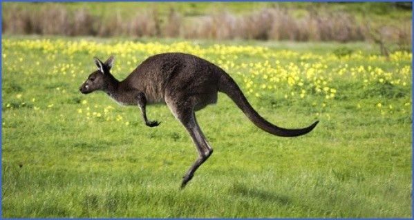 eating kangaroo with aboriginals travel australia  9 Eating Kangaroo with Aboriginals   Travel Australia