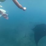 snorkling with manta rays yasawa islands fiji 28 150x150 SNORKLING WITH MANTA RAYS Yasawa Islands Fiji