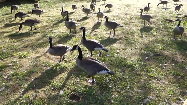 when canadian geese attack 27 WHEN CANADIAN GEESE ATTACK
