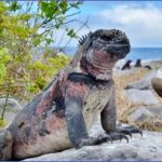 worlds most unique animals galapagos island post 2 150x150 Worlds Most Unique Animals Galapagos Island post