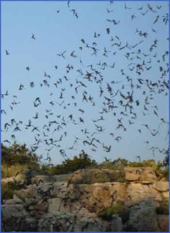 usa bat flights 12 USA Bat Flights