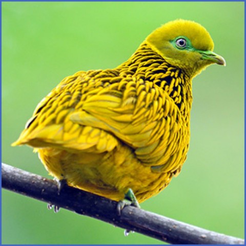 usa birding destinations 16 USA Birding Destinations