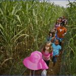 corn mazes in usa 14 150x150 Corn Mazes in USA