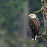 wildlife watching destinations in usa 2 150x150 Wildlife Watching Destinations in USA