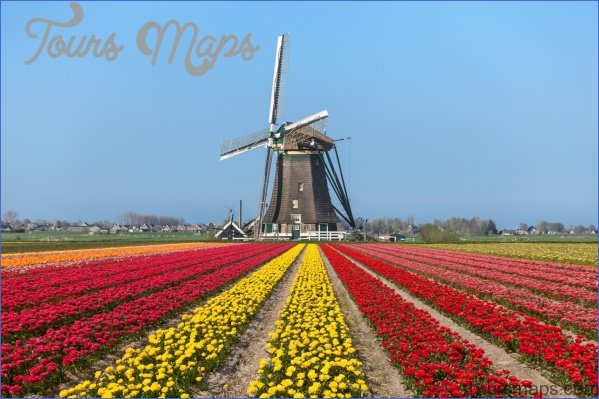 windmill and tulip day trip amsterdam 17 Windmill and Tulip Day Trip Amsterdam
