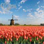 windmill and tulip day trip amsterdam 3 150x150 Windmill and Tulip Day Trip Amsterdam
