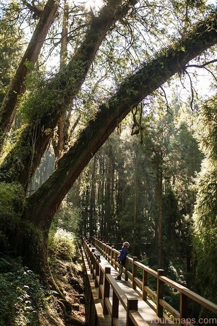 Alishan Trail Path Taiwan