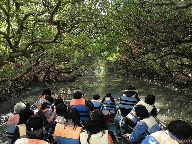 Green Tunnel at Taijiang National Park Sihcao Tainan Taiwan