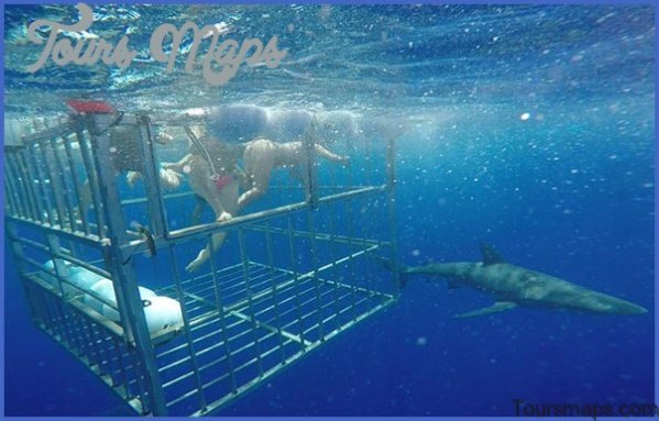 oahu shark diving 151 Oahu Shark Diving