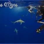 oahu shark diving 81 150x150 Oahu Shark Diving