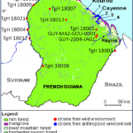 where is cayenne french guiana cayenne french guiana map cayenne french guiana map download free 6 150x150 Where is Cayenne, French Guiana?   Cayenne, French Guiana Map   Cayenne, French Guiana Map Download Free