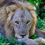 south luangwa national park 1