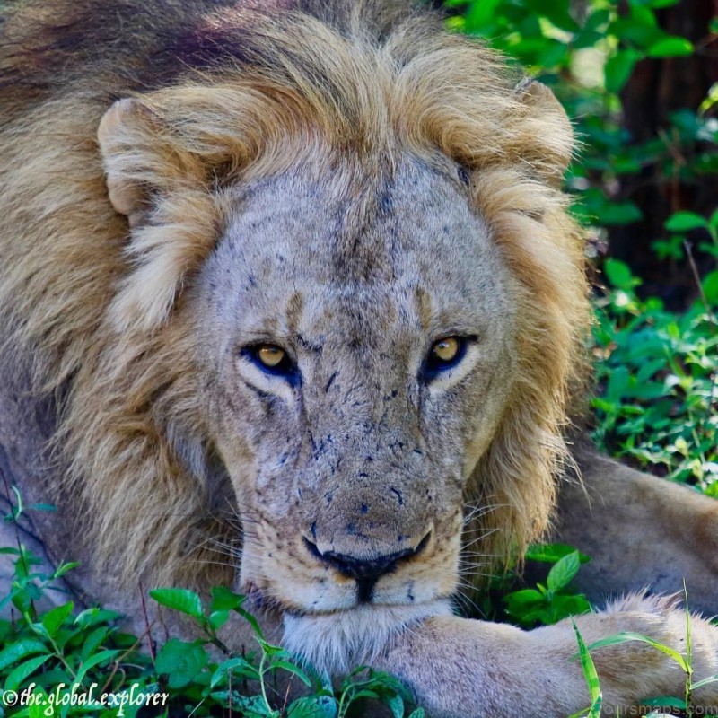 south luangwa national park 1