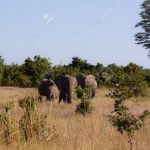 south luangwa national park 2