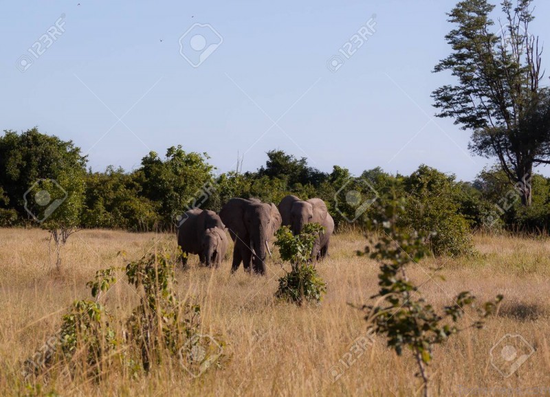 south luangwa national park 2