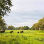 south luangwa national park 3