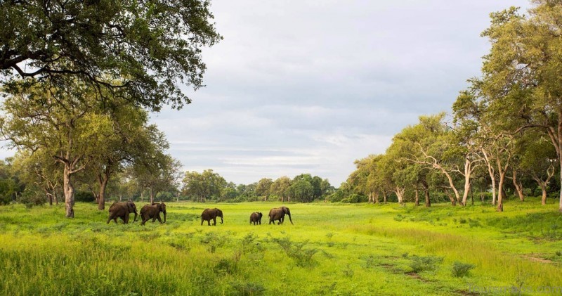 south luangwa national park 3