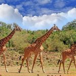 south luangwa national park 6