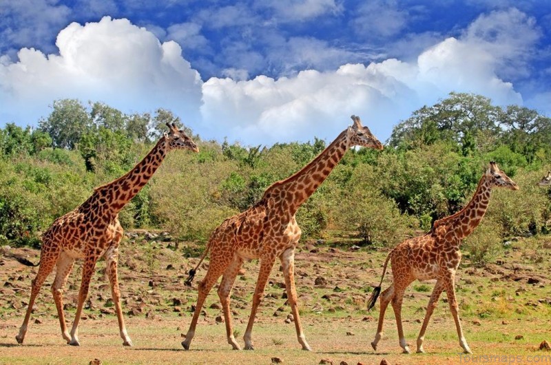 south luangwa national park 6