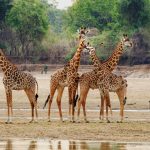 south luangwa national park 7