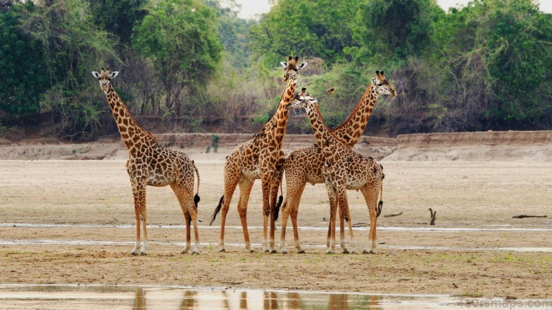 south luangwa national park 7
