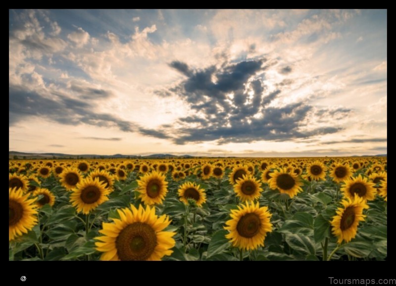 Map of Sunflower United States