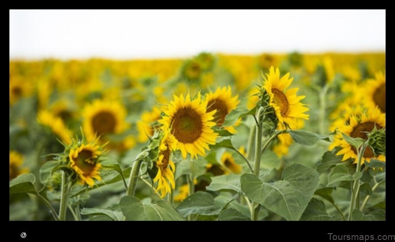 Map of Sunflower United States