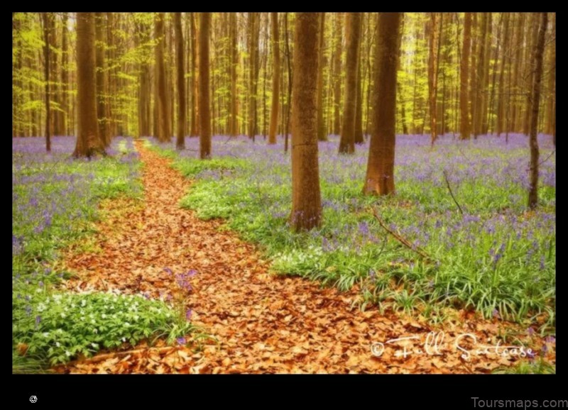 Map of Forest Belgium