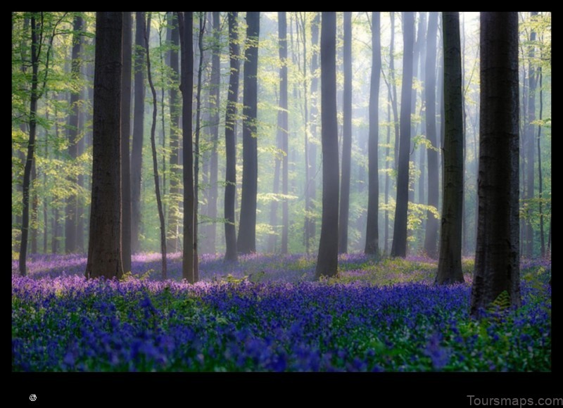 Map of Forest Belgium